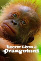 Secret-Lives-of-Orangutans